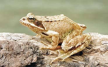 ವಟ ವಟ ಕೇಳಲ್ಲ