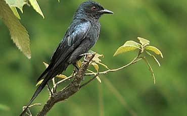 ಹಕ್ಕಿ ಕಕ್ಕಾಬಿಕ್ಕಿ
