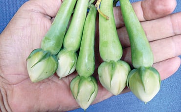 ಕೇರಳದಲ್ಲೇ ಕಾಣೆ ನಿತ್ಯಬದನೆ