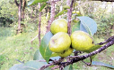 ಅಣಲೆಕಾಯಿ ಪಂಡಿತ