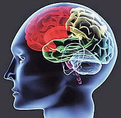 ಮೆದುಳು ಮಾತು