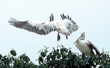 ಕೊಕ್ಕರೆಯೋಲೆ