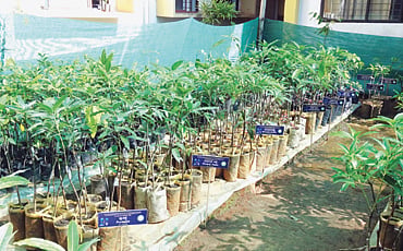 ಉಳಿಸಿ ಸಸ್ಯಾಗಾರ