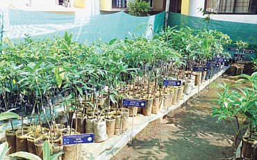 ಉಳಿಸಿ ಸಸ್ಯಾಗಾರ