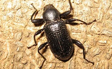 ಸ್ಪೀಡೋ ಸ್ಪೀಡು! (ಪ್ರಕೃತಿ)