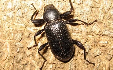 ಸ್ಪೀಡೋ ಸ್ಪೀಡು! (ಪ್ರಕೃತಿ)