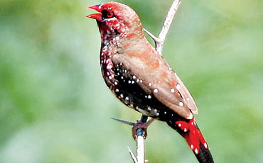 ನಾನು ಮುನಿಯ
