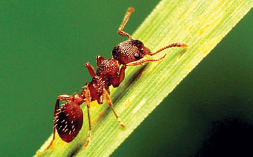 ಇರುವೆ ಅರಿವು