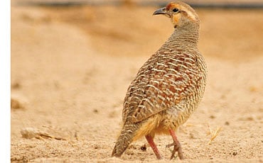 ಗೌಜಲ ಹಕ್ಕಿ