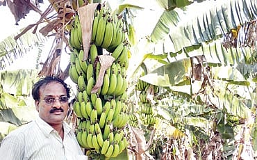 ಬಾಳೆ ಬಂಗಾರ
