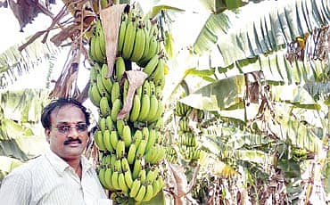 ಬಾಳೆ ಬಂಗಾರ