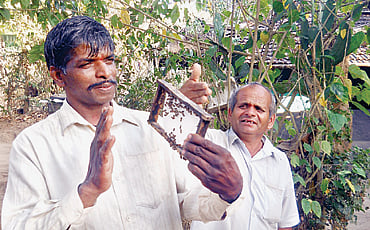 ಜೇನು ಜೋಡಿ
