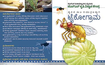 ಕೀಟ ಕಾಟ