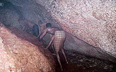 ನೆಲ್ಲಿ ನೆಲೆ