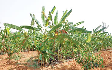 ವಾಡಿಯ ಮೋಡಿ
