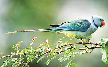 ಪಕ್ಷಿ ಪ್ರಪಂಚ