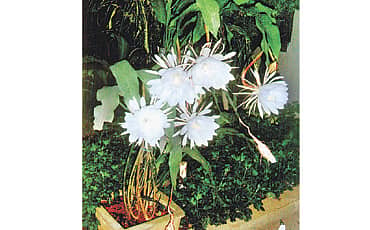 ನಾಭಿ ಕಮಲ