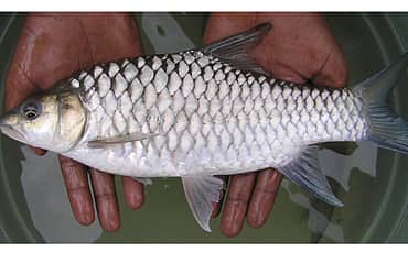 ದೇವಮೀನು!