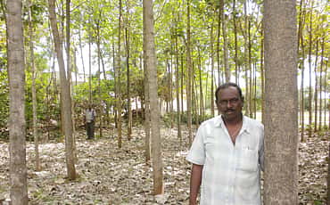 ಟೀಕ್ ಹೈ
