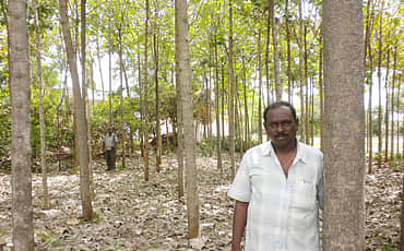 ಟೀಕ್ ಹೈ