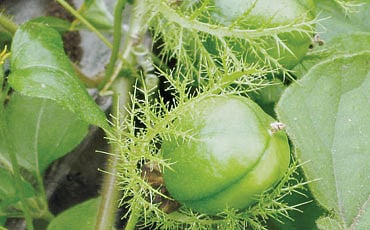 ಮಳ್ಳಿಯಲ್ಲ, ಕುಕ್ಕೆಬಳ್ಳಿ!