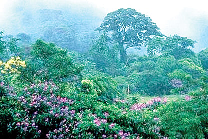 ಸಿದ್ಧಾಪುರ ಸೌಂದರ್ಯ