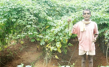 ಬೋಳು ಗುಡ್ಡದ ಮೇಲೆ ಕಾಯಿಪಲ್ಲೆ!