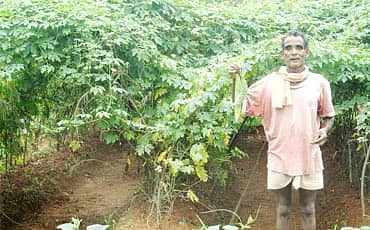 ಬೋಳು ಗುಡ್ಡದ ಮೇಲೆ ಕಾಯಿಪಲ್ಲೆ!