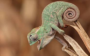 ಊಸರವಳ್ಳಿ