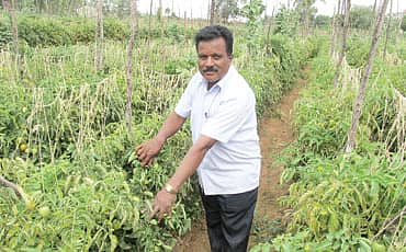 ಟೊಮೇಟೊ ಟೈಮ್