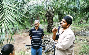 ತಾಳೆ ಭಾಗ್ಯ!