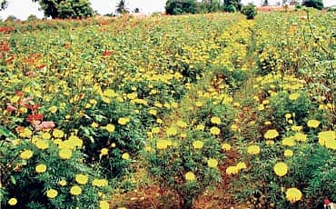 ಗುಲಾಬಿ ಚೆಂಡು
