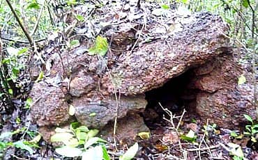 ಹುಲಿ ಗೂಡು