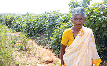 ಬಳ್ಳಿ ಬೇಲಿ