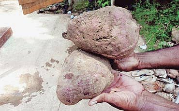 ಸಿಹಿಗೆಣಸು