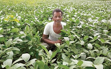 ಡಾ. ಸೋಯಾಬೀನ್