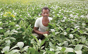 ಡಾ. ಸೋಯಾಬೀನ್