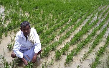 ಭತ್ತದ ಜಲ!
