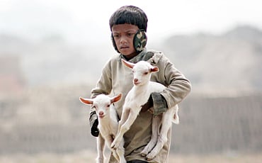 ಸಾಕು ಸೋಂಕು