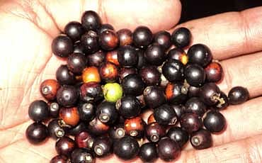 ಮುಳ್ಳೇ ನಿಲ್ಲೇ...