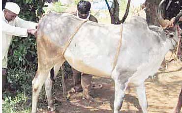 ನಾಲು ಮಿಡಿತ