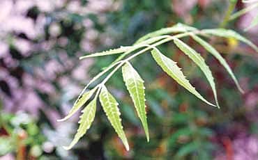 ಬೇವಿನಿಂದ ಬದುಕು ಬೆಲ್ಲ