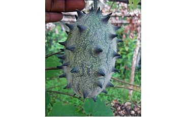 ಮುಳ್ಳುಸೌತೆಯ ಸಂಬಂಧಿ ಕಿವಾನೋ