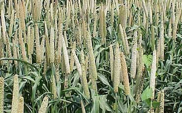 ವರ್ಷವಿಡೀ ಬೆಳೆಯುವ ಸಜ್ಜೆ