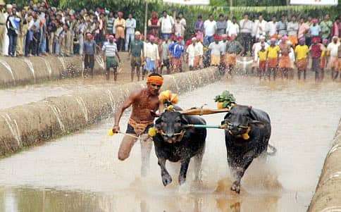 ಕಂಬಳಕ್ಕೆ ಹೈಕೋರ್ಟ್ನಿಂದ ಗ್ರೀನ್ ಸಿಗ್ನಲ್