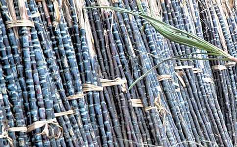 ಕಬ್ಬು ಬೆಳೆಗೆ ಬೆಂಕಿ ಹಾಕಿದ ಮಂಡ್ಯ ರೈತ