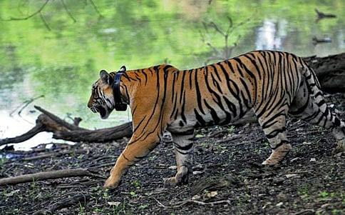 ಅರಣ್ಯ ಇಲಾಖೆಯಿಂದಲೇ ರೇಡಿಯೋ ಕಾಲರ್