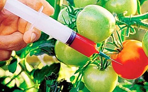 ತುಮಕೂರು: ಕುಲಾಂತರಿ ತಳಿಯ ಬೆಳೆ ವಿರುದ್ಧ ರೈತರ ಸತ್ಯಾಗ್ರಹ