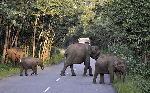 ಬಂಡೀಪುರದಲ್ಲಿ ರಾತ್ರಿ ಸಂಚಾರವಿಲ್ಲ