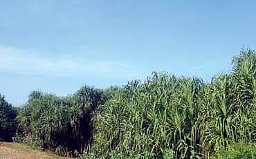 ಮುಂಡಿಗೆಸರ